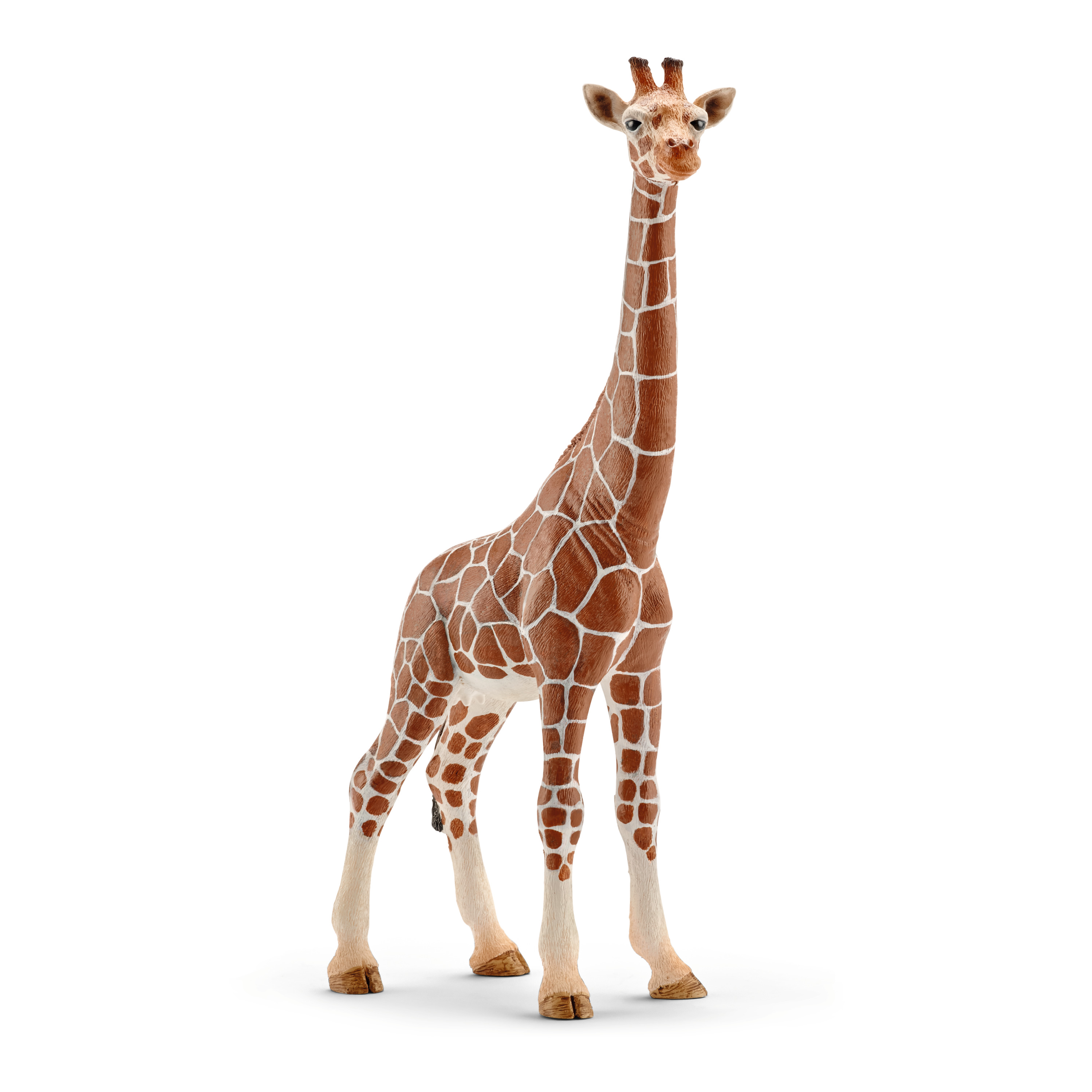 Giraffenkuh