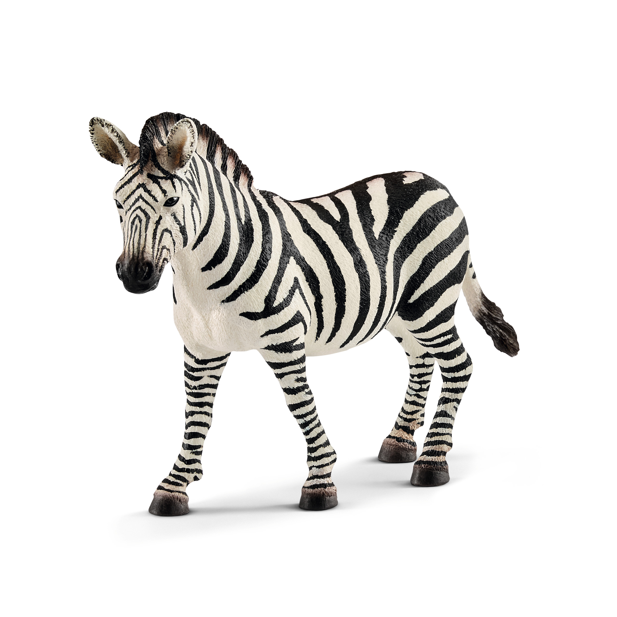 Zebra Stute