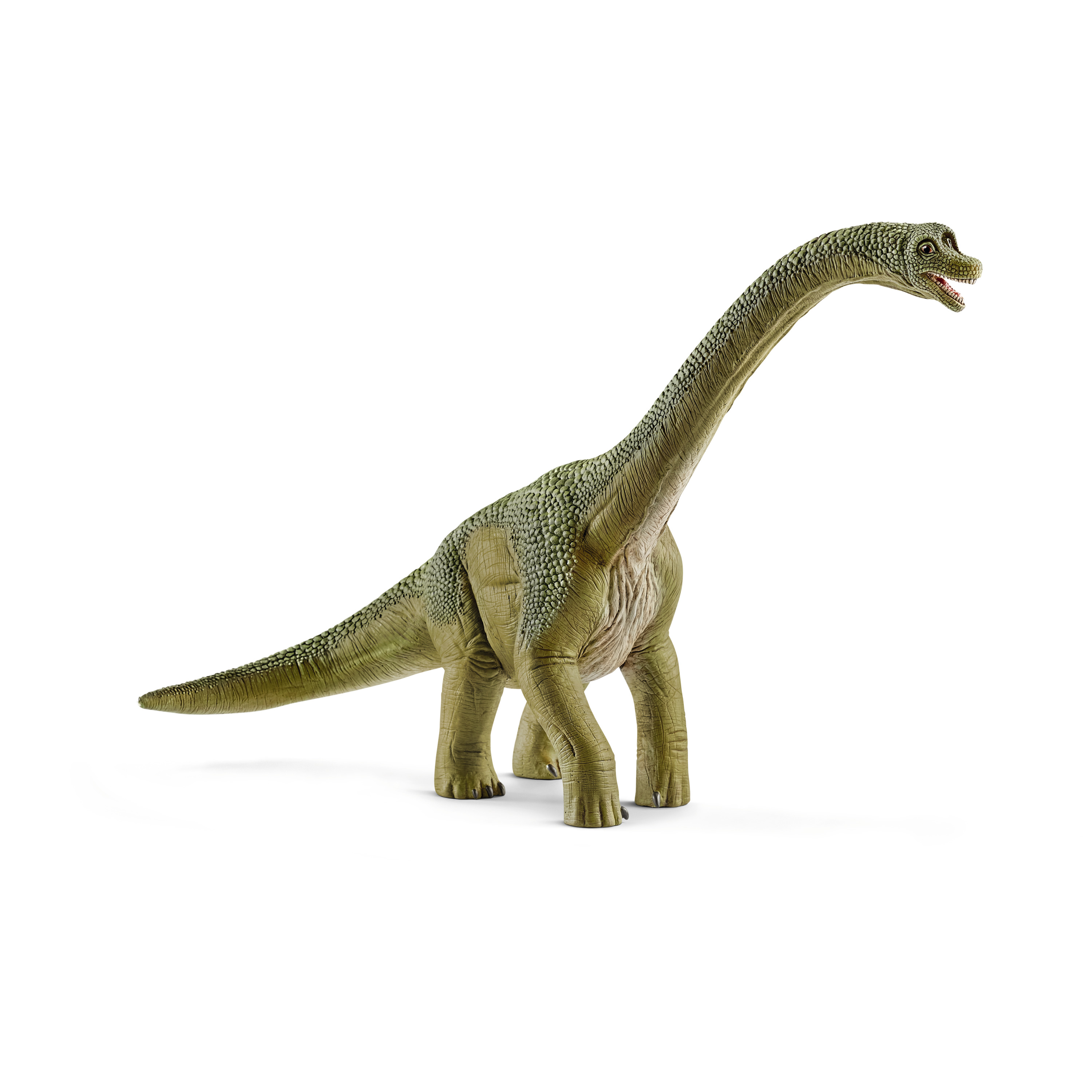 Brachiosaurus Brachiosaurus