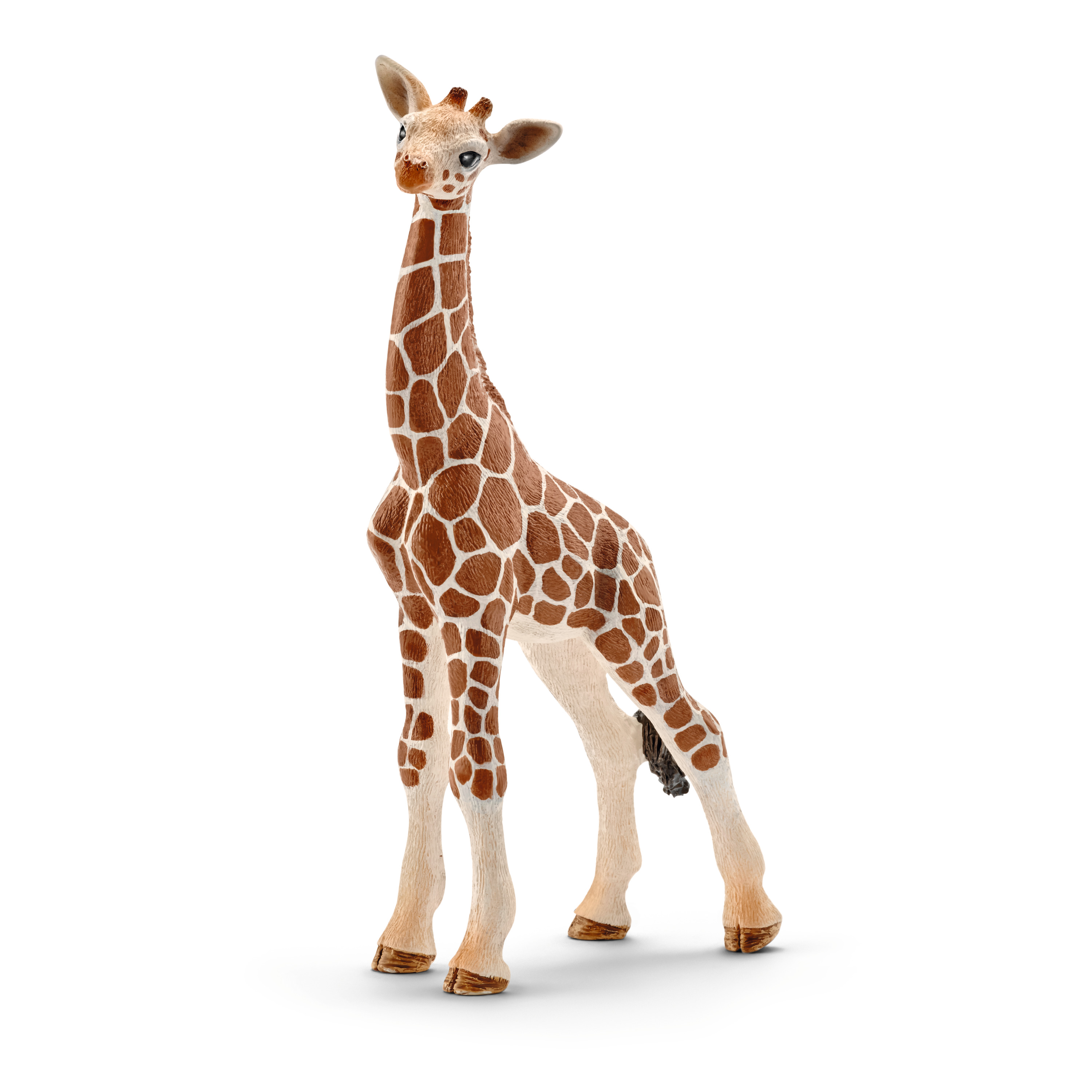 Giraffenbaby