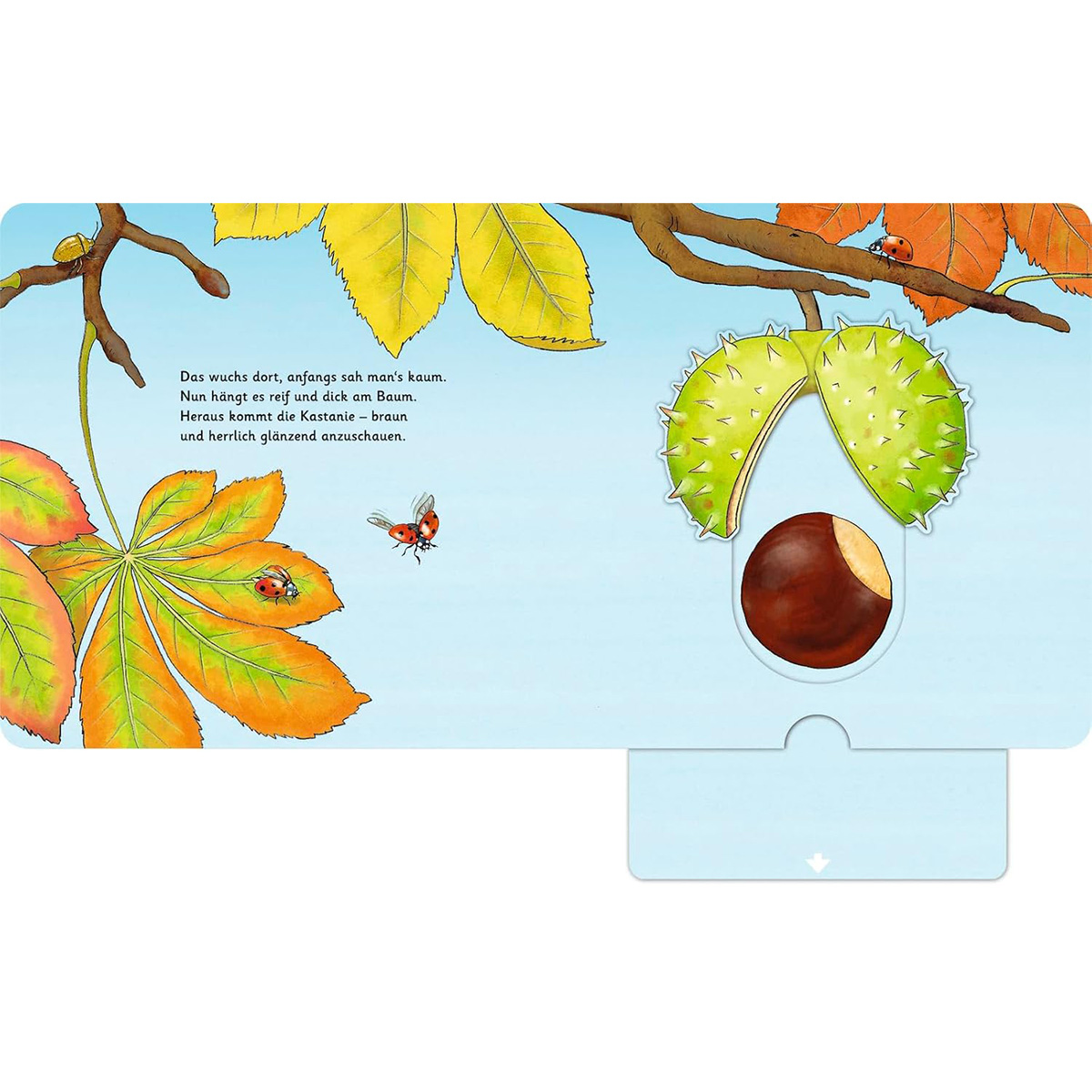 Das Kastanienwunder Das Kastanienwunder