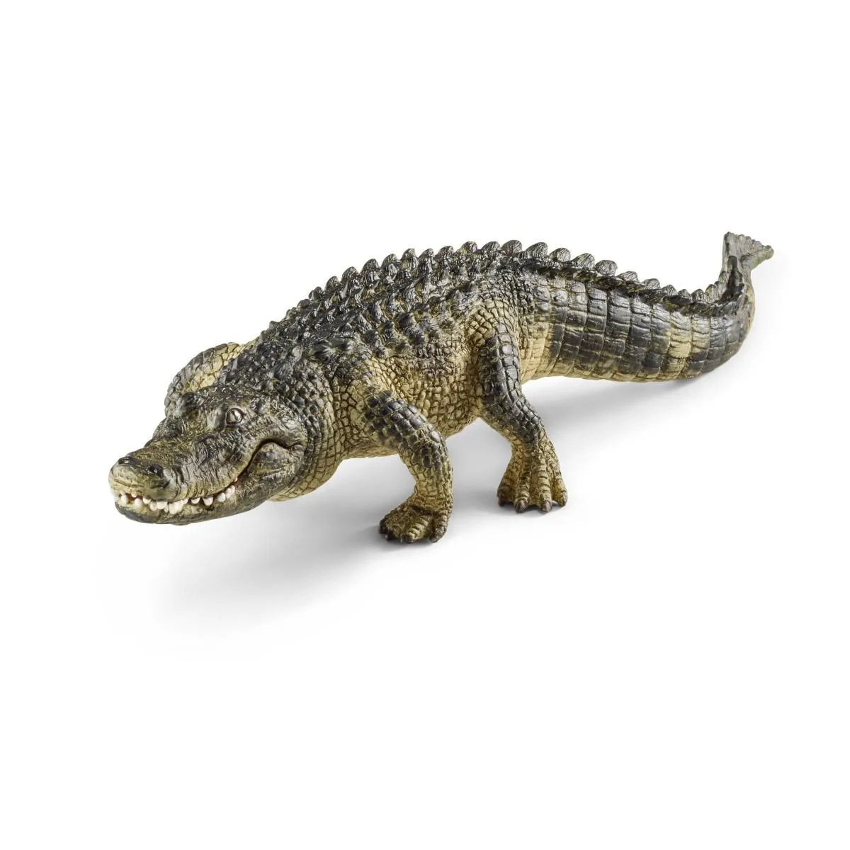 Alligator Alligator